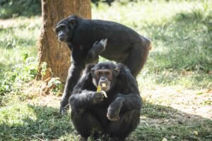 UWEC Entebbe Zoo