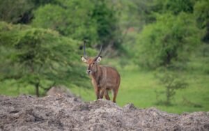 Lake Mburo National Park